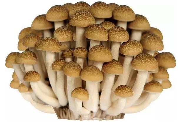 http://www.zhniit.com.cn/ewebeditor/uploadfile/20170914091421667001.png