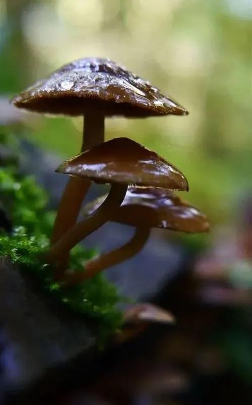 國(guó)家蘑菇地理：中國(guó)哪里的蘑菇最好吃？