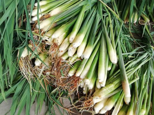國(guó)家蘑菇地理：中國(guó)哪里的蘑菇最好吃？