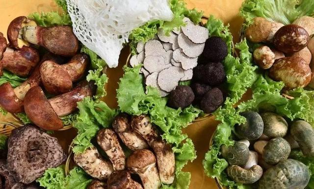國(guó)家蘑菇地理：中國(guó)哪里的蘑菇最好吃？