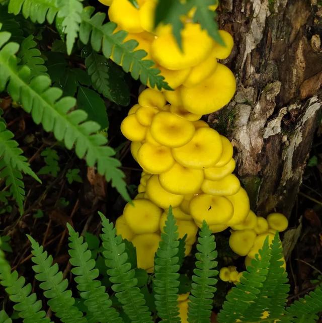 國(guó)家蘑菇地理：中國(guó)哪里的蘑菇最好吃？