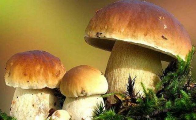 國(guó)家蘑菇地理：中國(guó)哪里的蘑菇最好吃？