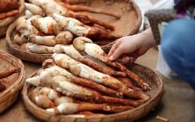國(guó)家蘑菇地理：中國(guó)哪里的蘑菇最好吃？