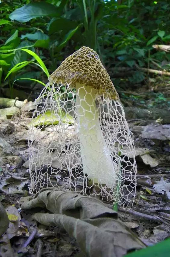 國(guó)家蘑菇地理：中國(guó)哪里的蘑菇最好吃？
