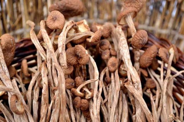 國(guó)家蘑菇地理：中國(guó)哪里的蘑菇最好吃？